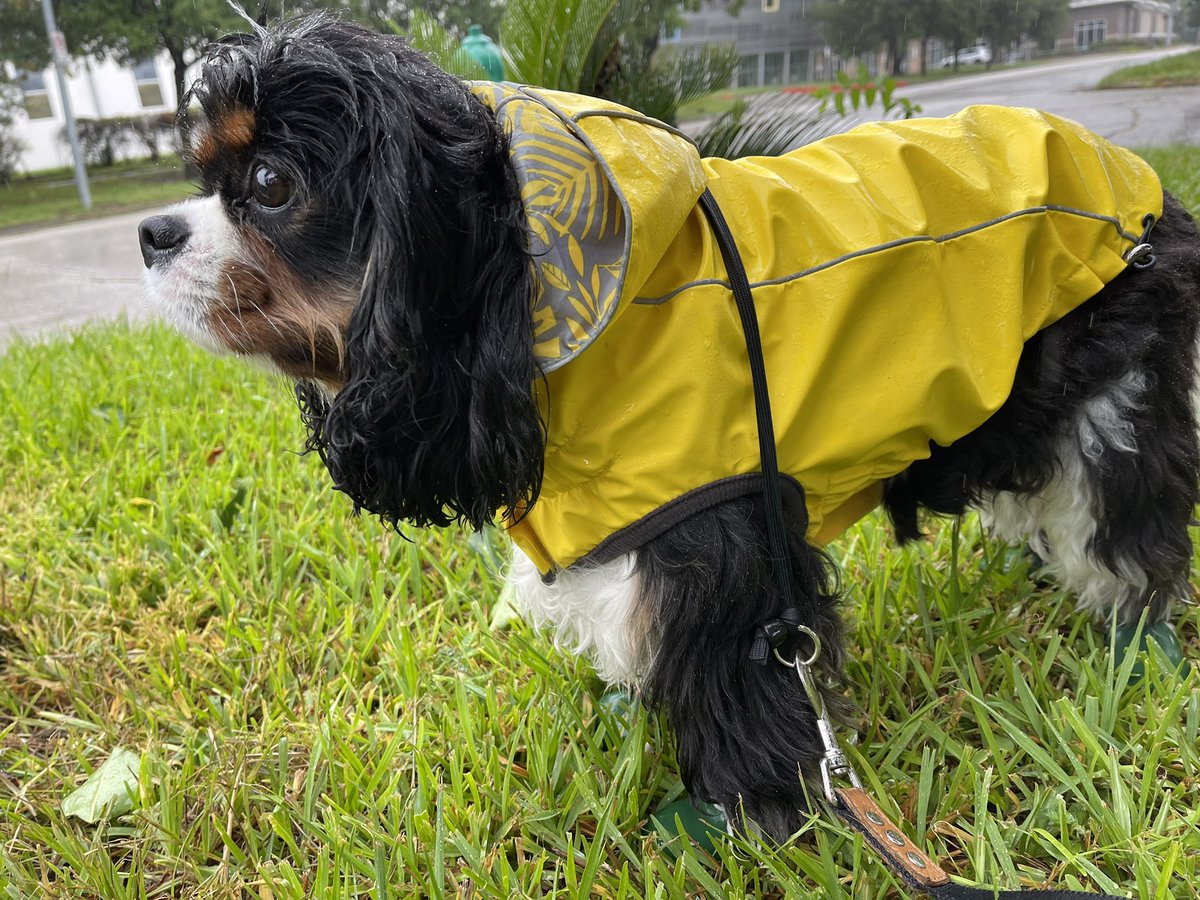 ladypipsy's tweet photo. Iโm safe after the storm #houwx #dogsoftwitter #TSNicolas https://t.co/ouoxAMzhhW