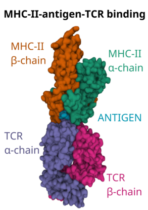 K_Imkeller's tweet photo. The group of Computational Immunology is recruiting! Interested in computational methods to understand human immune system diversity in cancer? Take a look at the job offers: https://t.co/lRQd9Gov8u
Please RT! #bioinformatics #jobs #Frankfurt #AIRRseq #immunology @FCI_health https://t.co/Jgg1tpelzK