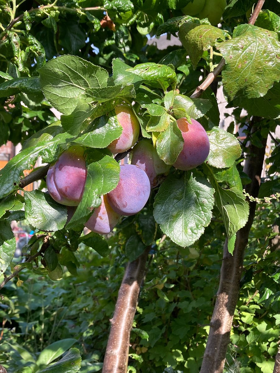 UKSustain's tweet image. The #fringefarming project held its #Glasgow meeting yesterday at The Wash House Garden CiC. Co-organised with @GCFNetwork @shared_assets we put concrete actions to the Glasgow City Food Plan to support more #agroecology farming at city edges. A beautiful garden too!