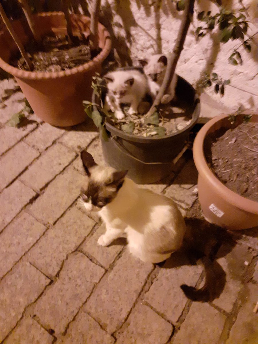 ProgatL's tweet image. 🆘CASA D'ACOLLIDA URGENTISSIMA🆘

Necessitem casa d'acollida molt urgent per aquesta mare amb els dos bebes. Estan en una zona perillosa i tenen poques possibilitats de sobreviure.
Si els podeu acollir fiqueu-vos en contacte amb nosaltres.

☎️ 622 210 245 / 675 970 535