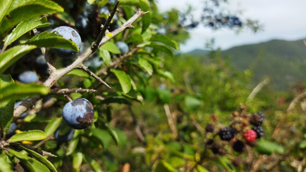 Ens encanta sortir de la rutina. 
Són dies de contacte amb la natura, són dies de collir aranyons! 😁
#Nyons2022 #patxaran 
100% recol·lecció pròpia
