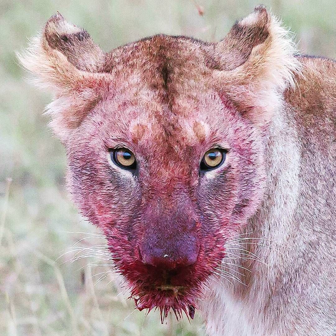 SarahJanes77's tweet image. #Egyptologist #Archaeologist @Doc_Harrison rejoins #ExplorersEgyptology on Wednesday the 27th of October for a #HALLOWEEN special! Hope to see you there. Plus me and Paul are gonna dress up like #vampires! #Egyptology #History #Culture #horror #blood #lust #vampire #myth