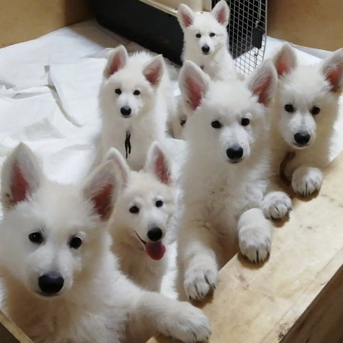 faunusdog's tweet photo. Imagina recibir así los buenos días https://t.co/vhM88ZmFLJ