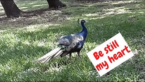 QueenInCalico's tweet image. If finding a peacock randomly in your yard would cause your heart to leap, check out my latest video. 
It's only a couple minutes long and the peacock is a beauty!
#wildlife #AnimalKingdom #animallovers 
youtube.com/watch?v=CJl3sS…