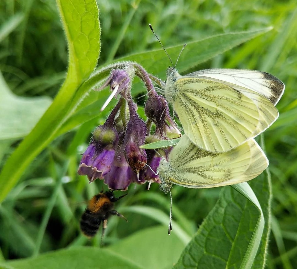 mathieuvansluis's tweet photo. Butterfly ❤️
.
.
.
.
.
#HTCU11Plus #htc #shotonhtc #nature #naturephotography #naturelovers #nature_good #nature_brilliance #nature_perfection #macro_perfection #macrophotography #macro_love #macro #smartphonephotography #mobilephotography #mobilephoneph… https://t.co/BGyLsGqvjf https://t.co/PKqZOJdpyR
