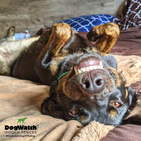 DogWatchFence's tweet photo. Lily from Ottawa DogWatch is a whole Saturday vibe. 😎
How are you and your pup unwinding today? 🐾
#Saturday #SaturdayVibes #SaturdayMood #LabMix #PitbullMix #SaturdayFun #SaturdayFeel #Naps #Chilling #Chill #Mood https://t.co/qX2EccynAW
