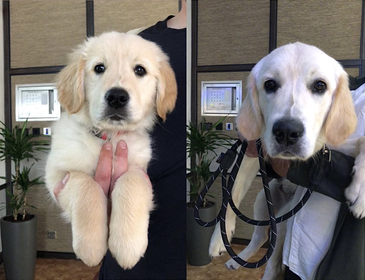 Here's some puppy-pawfection for you⬇️

Meet Rufus! He's grown a lot since his last <a href="/WorkspaceGroup/">Workspace</a> Cameo 🦮🤩

Rufus loves being able to #WFW and especially loves the huge breakout space where he catches up with his other canine pals! #DogsOfWorkspace #MyWorkspace #SpaceMatters