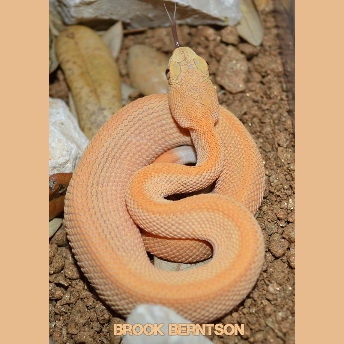 Baby Albino Rattlesnake UK Online