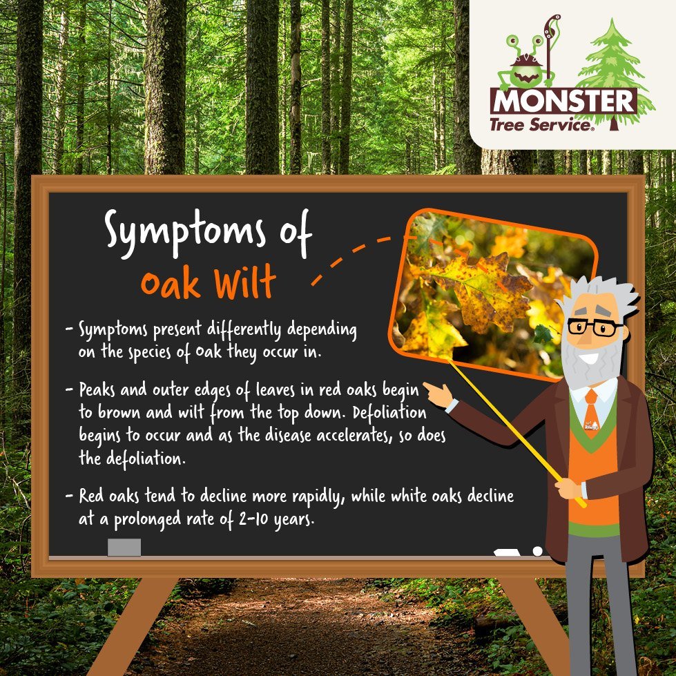 Monster_Careers's tweet image. Symptoms of Oak Wilt #Monstertreeservice #OakWilt