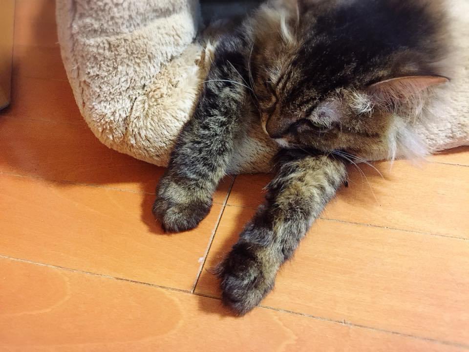 nekouta3's tweet photo. そ…その…アンヨがかわいい。

#はなちゃん #あんよ #猫の居る暮らし  #exmaknight https://t.co/P6IzYA6MTd