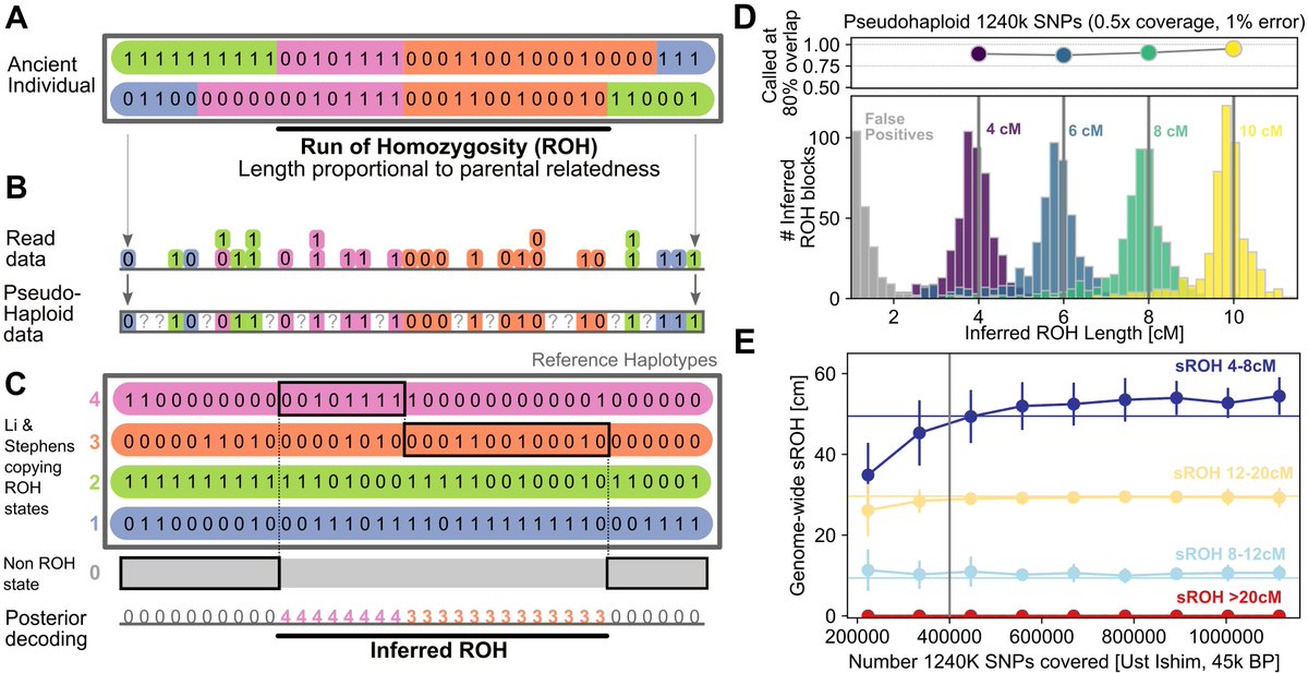 Harald Ringbauer (@haraldringbauer) on Twitter photo Finally out! doi.org/10.1038/s41467…. <a href="/jnovembre/">John Novembre</a>, @mattstoneback, and I created a tool to screen low coverage human ancient DNA for runs of homozygosity (ROH), the genomic signs of parental relatedness.
We analyzed 1,785 humans who lived up to 40 ky ago. Here is what we found: Finally out! doi.org/10.1038/s41467…. <a href="/jnovembre/">John Novembre</a>, @mattstoneback, and I created a tool to screen low coverage human ancient DNA for runs of homozygosity (ROH), the genomic signs of parental relatedness.
We analyzed 1,785 humans who lived up to 40 ky ago. Here is what we found: