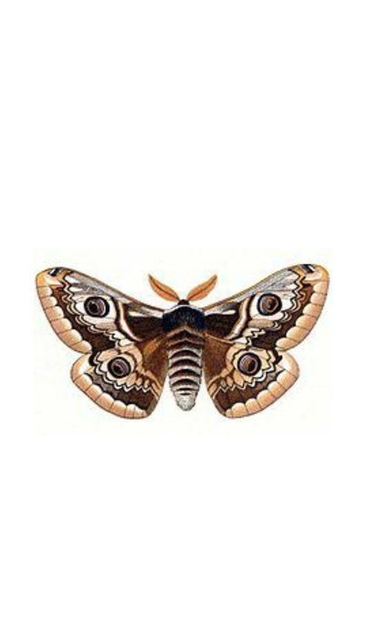 クジャクヤママユのtwitterイラスト検索結果