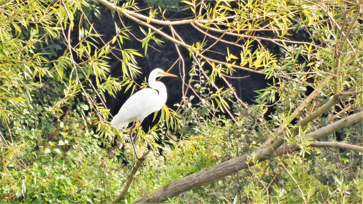inja5248's tweet photo. #grote_zilverreiger langs de #Heeresteertenplas op de #Isabellegreend @Limb_Landschap π
#BirdsSeenIn2021
@vogelnieuws
@volgdenatuur
@NatureTodayNL
@Sovon https://t.co/Vss42LAIRT