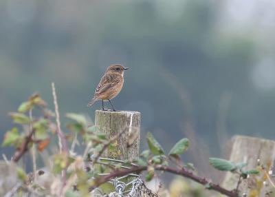 First Stonechat of autumn this morning