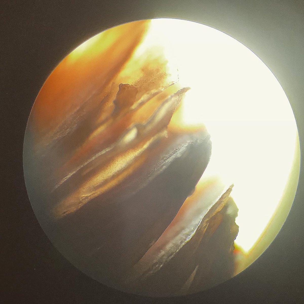 I have gills but would not survive under water. What am I?! #Year7biology 🔬 #KIBS