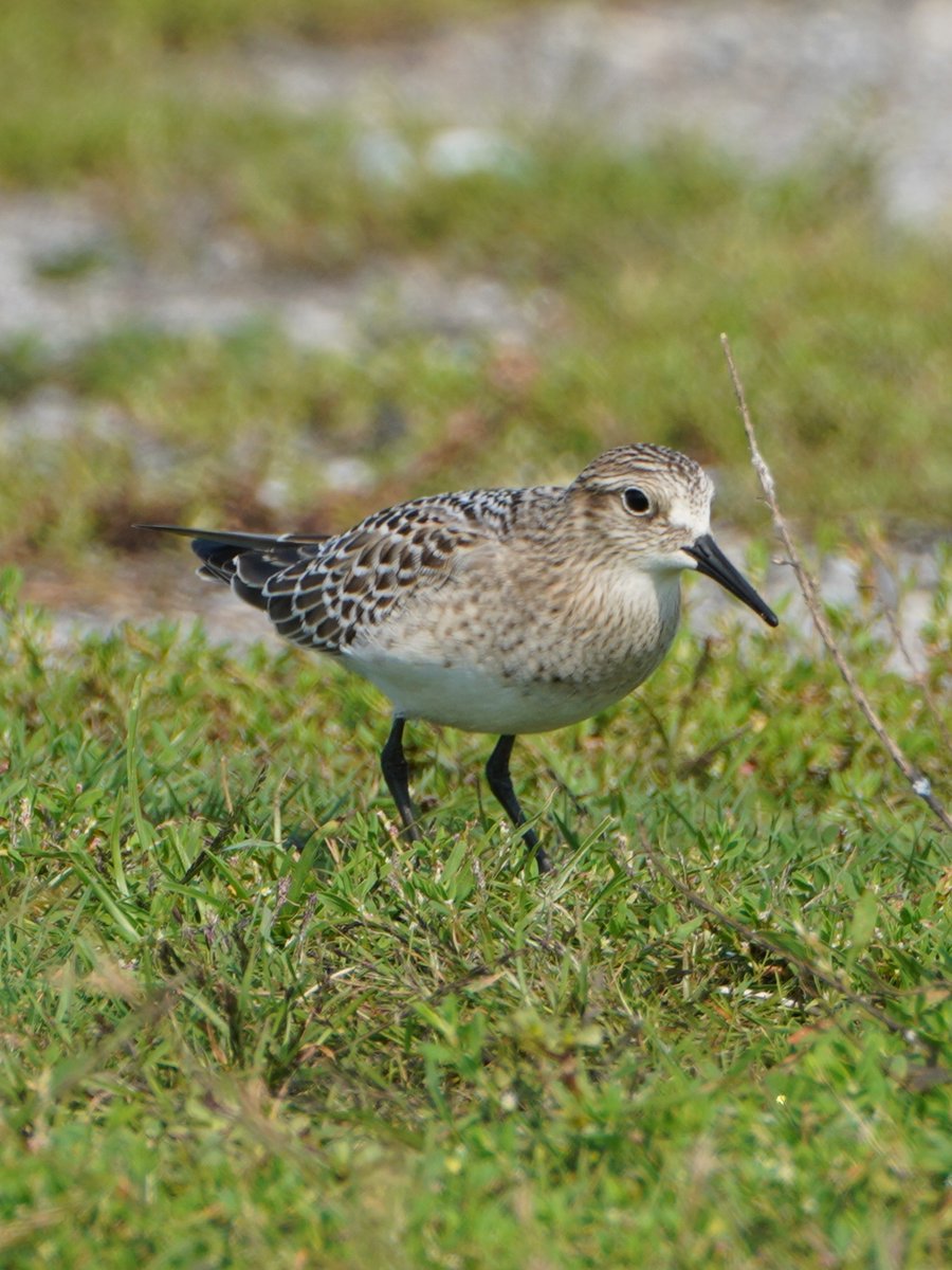 InHomePetSvcs's tweet photo. @BirdQueens Pretty excited that I THINK we just found both a Bairds Sandpiper and a white rumped Sandpiper at the Large puddle at Hecksher field 7. Both have wingtips that extend past tail and were larger than the least and semipalmated. https://t.co/DBTozloDfE