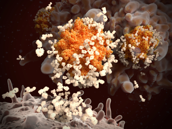 Karolinska Institutet (@karolinskainst) on Twitter photo Study published in <a href="/ImmunityCP/">Immunity</a> by KI researchers <a href="/TKreslavsky/">Taras Kreslavsky</a>, <a href="/VassilisGlaros/">Vassilis Glaros</a>, <a href="/sebbeols/">Sebastian Ols</a> and others identifies a ‘default’ pathway that generates early B lymphocyte memory to #vaccines and pathogens. Collaboration with <a href="/IMPvienna/">IMP</a>. #Immunology #Antibodies news.ki.se Study published in <a href="/ImmunityCP/">Immunity</a> by KI researchers <a href="/TKreslavsky/">Taras Kreslavsky</a>, <a href="/VassilisGlaros/">Vassilis Glaros</a>, <a href="/sebbeols/">Sebastian Ols</a> and others identifies a ‘default’ pathway that generates early B lymphocyte memory to #vaccines and pathogens. Collaboration with <a href="/IMPvienna/">IMP</a>. #Immunology #Antibodies news.ki.se
