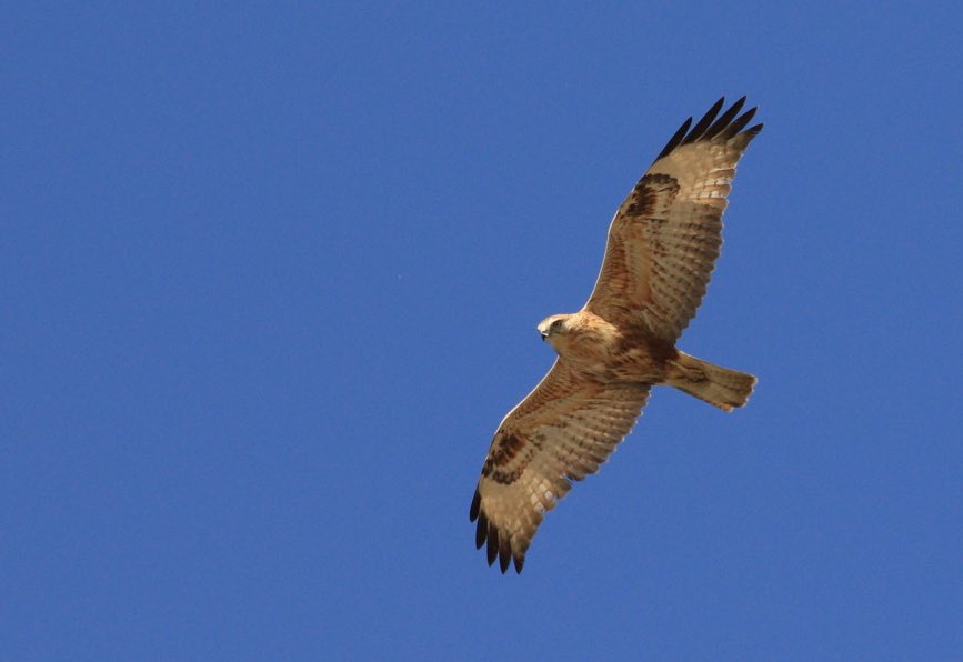 NSLBirding's tweet photo. Some BOC shots from yesterday around Asprokremmos Reservoir &amp; Mavrokolympos Dam. Focused on the Endemic’s today at Troodos Mountains! #birdsofcyprus #cyprusbirds @birdsaroundcy https://t.co/CmXK887C2W