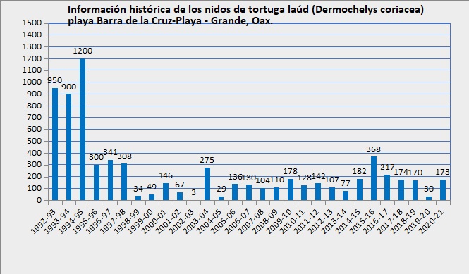 4/7
Los primeros reportes de la presencia de la tortuga laúd en el Pacífico mexicano se dieron en los años 70, identificando playas de gran importancia para esta especie. Debido al intenso saqueo de huevo y sacrificio de hembras, las poblaciones disminuyeron dramáticamente.