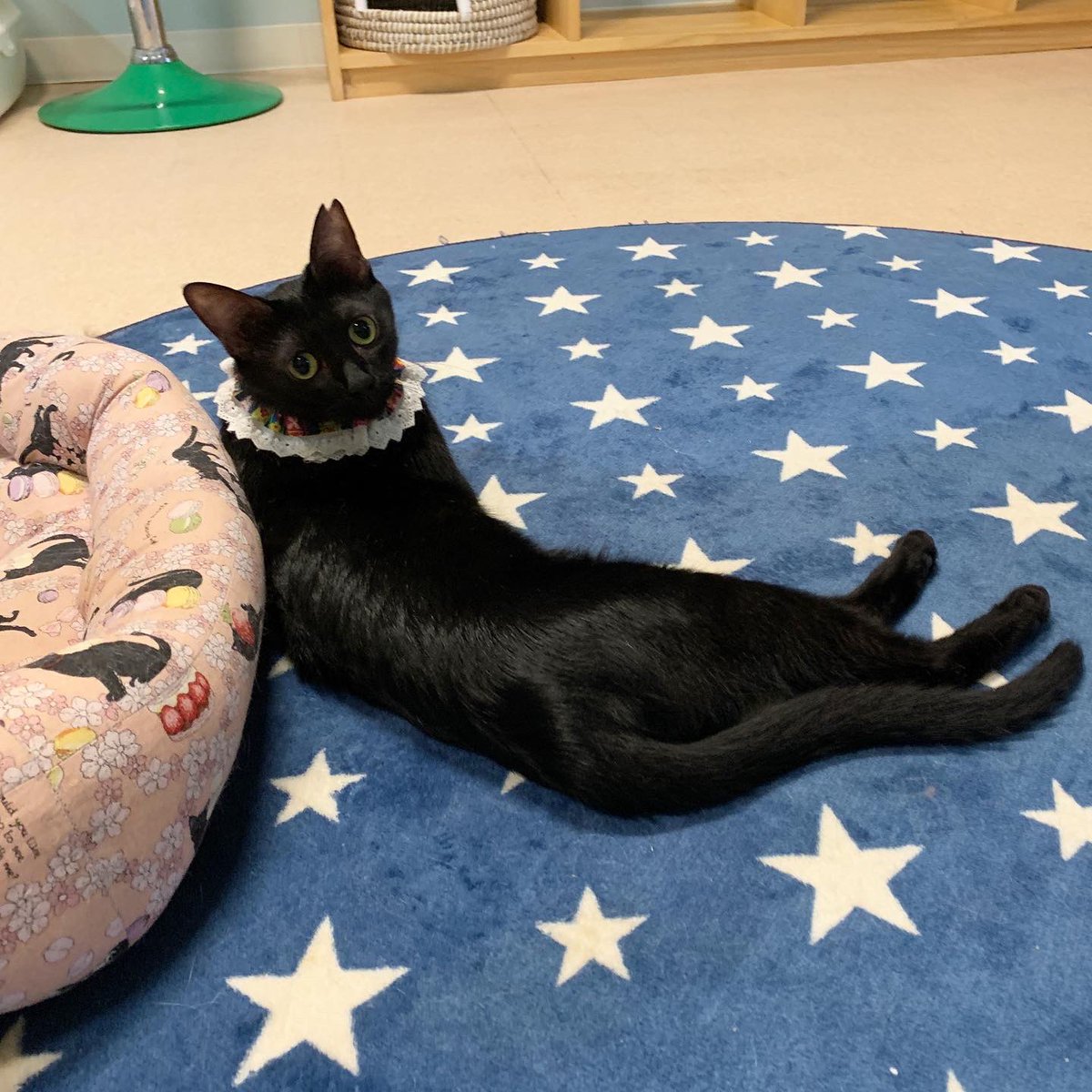 保護猫カフェ・カーロ (@nekocafe_caro) Twitter