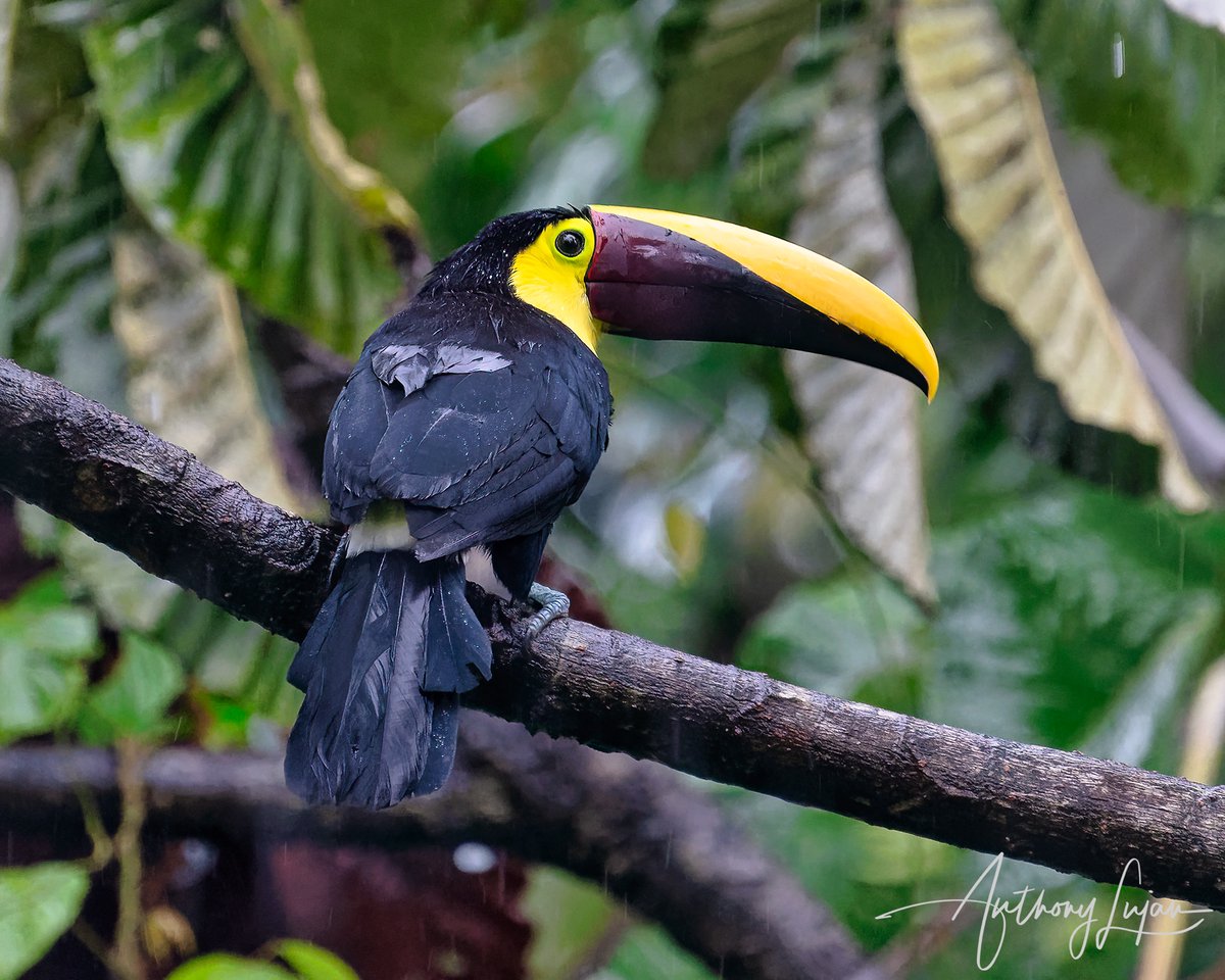 Yellow-throated Toucan - Costa Rica
Sony A7RIV - Sony 200-600mm

#Sonycamera #SonyAlpha #Sony200600mm #Sonya7R4 #Sonya7RIV #Sony200600 #YellowthroatedToucan #kings_birds #nuts_about_birds #eye_spy_birds #earthcapture #nature #natgeoyourshot #naturephotography #natgeo #bbceart...