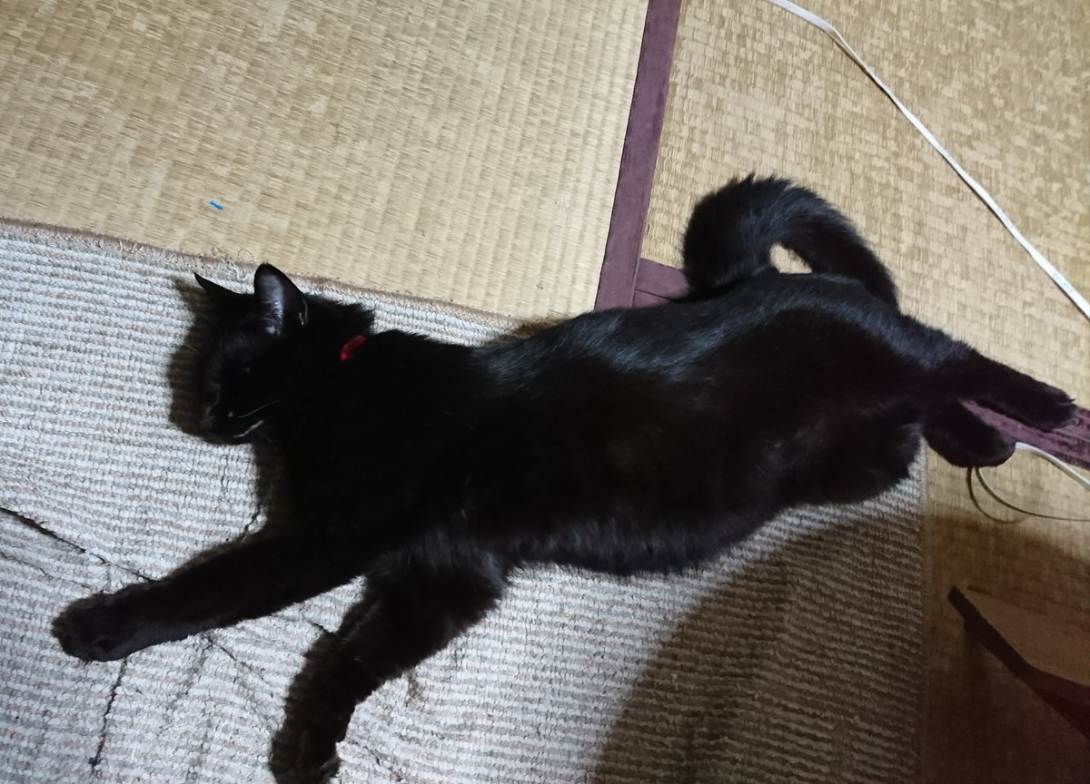 黒猫クロ おはようございます 大キライな目薬を昨夜 散々さしたのに そばに来て寝てくれるクロに朝から泣きそうです 今日も皆様の１日がよき日でありますように