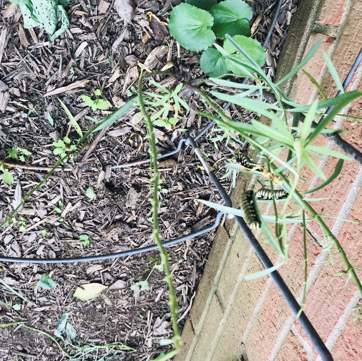 CPES Second Grade tweet media