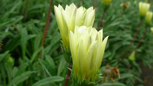 は*ち様 人生で幸福が再び訪れる⭐️ ボンボンドロップシール 2点セット ¥900