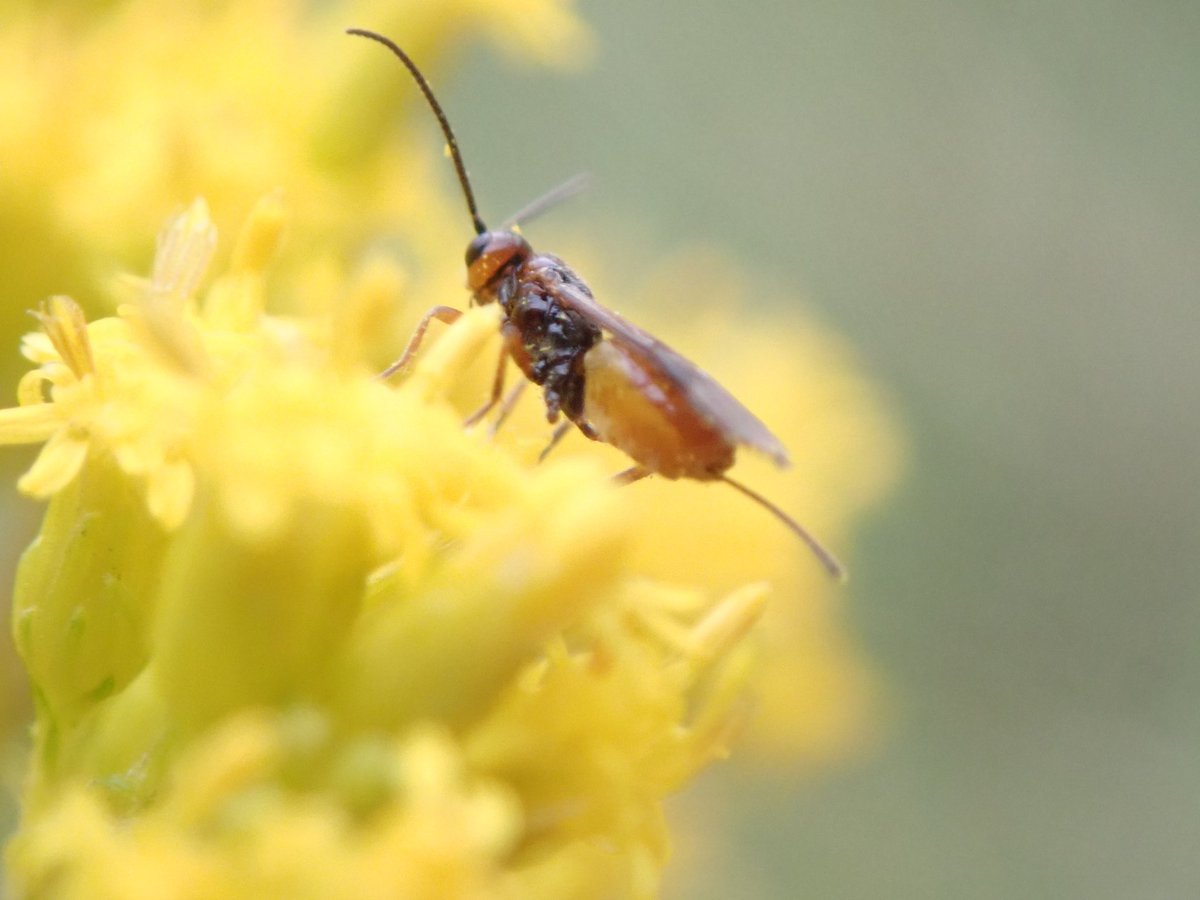 Tiny #wasp #Waspflower <a href="/WaspWoman/">Prof Seirian Sumner</a> @BroadGavin <a href="/NatureUK/">NatureUK</a> <a href="/bigwaspsurvey/">Big Wasp Survey</a>