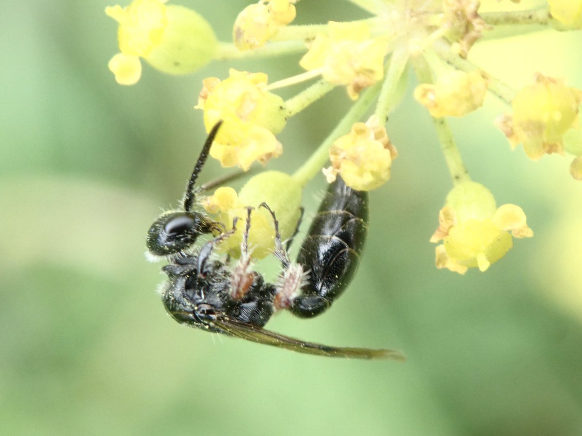 #wasp #Waspflower <a href="/WaspWoman/">Prof Seirian Sumner</a> <a href="/bigwaspsurvey/">Big Wasp Survey</a> <a href="/NatureUK/">NatureUK</a> <a href="/OlympusUK/">OM Digital Solutions</a>
