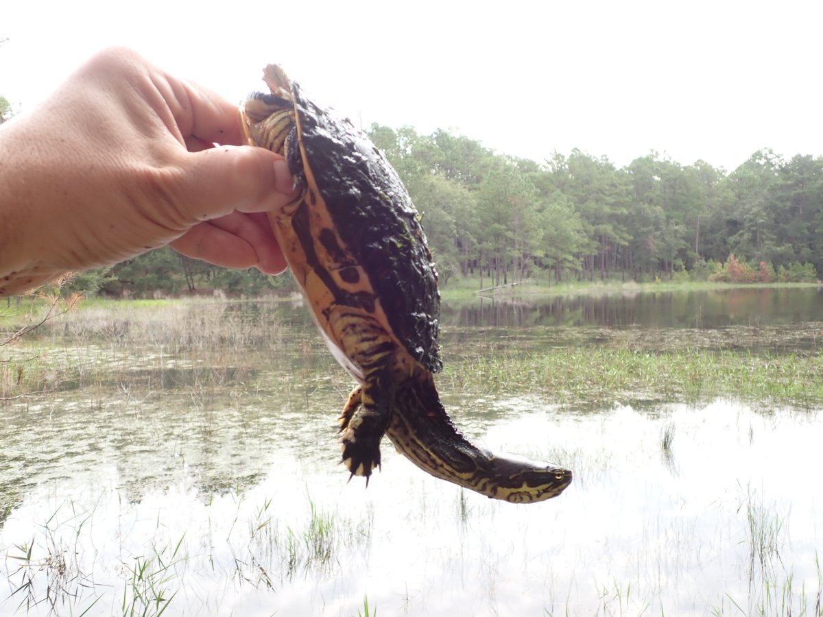 Urban Turtle Project tweet media