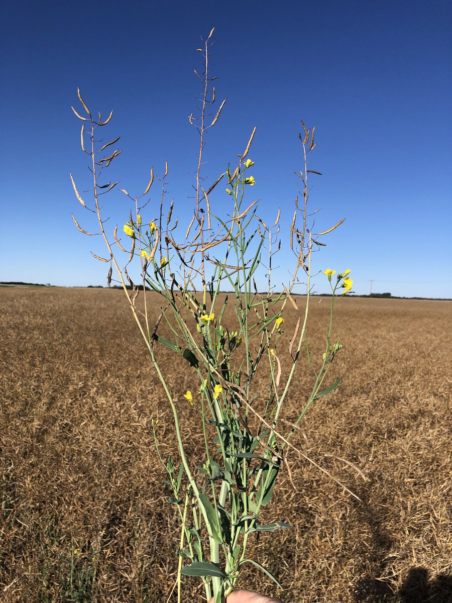RyanHeavin's tweet image. Agronomist: I鈥檝e been doing this long enough, I鈥檓 an expert at harvest staging canola.
2021 canola: Hold my beer...
#harvest21