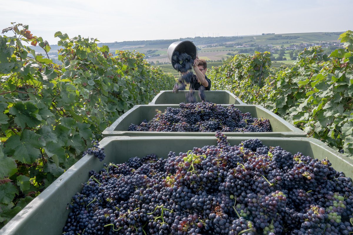 pedromiramis's tweet photo. Heute hat die Hauptlese begonnen, mit Spätburgunder für Sekt-Grundwein bei @braunewell in Essenheim - in vielen Weinbergen dürfen die Trauben noch etwas reifen, aber der 2021er sieht schon mal vielversprechend aus. https://t.co/bKH4rWJrcj