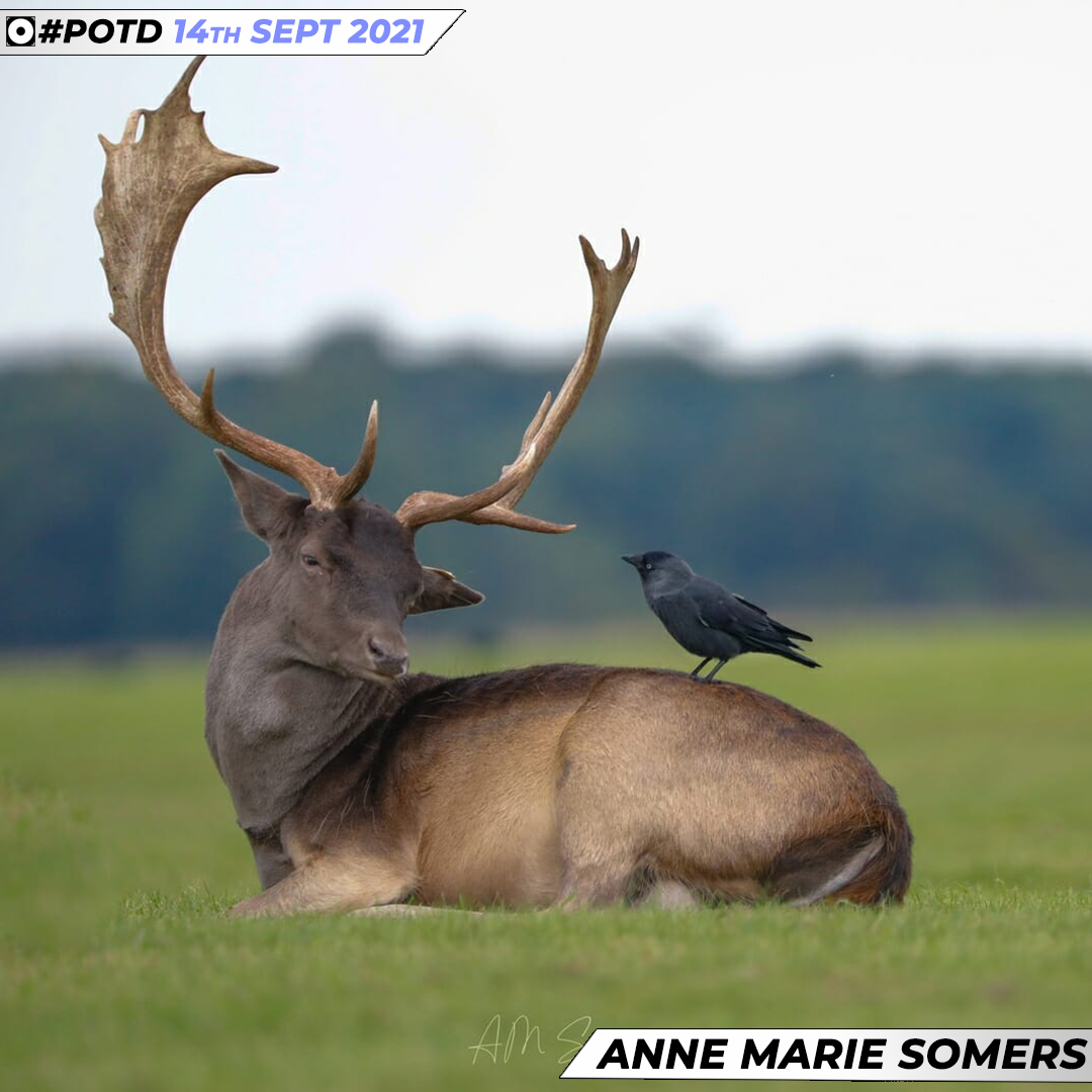 iPhotographyCo's tweet photo. Caption competition - give us your best in the comments! Bravo to Anne Marie Somers for this wonderful wildlife portrait - perfect timing! 🦌
#iphotography #POTD #wildlifephotography #stag #friendsinnature #photographyschool https://t.co/s1PzOPe8uQ