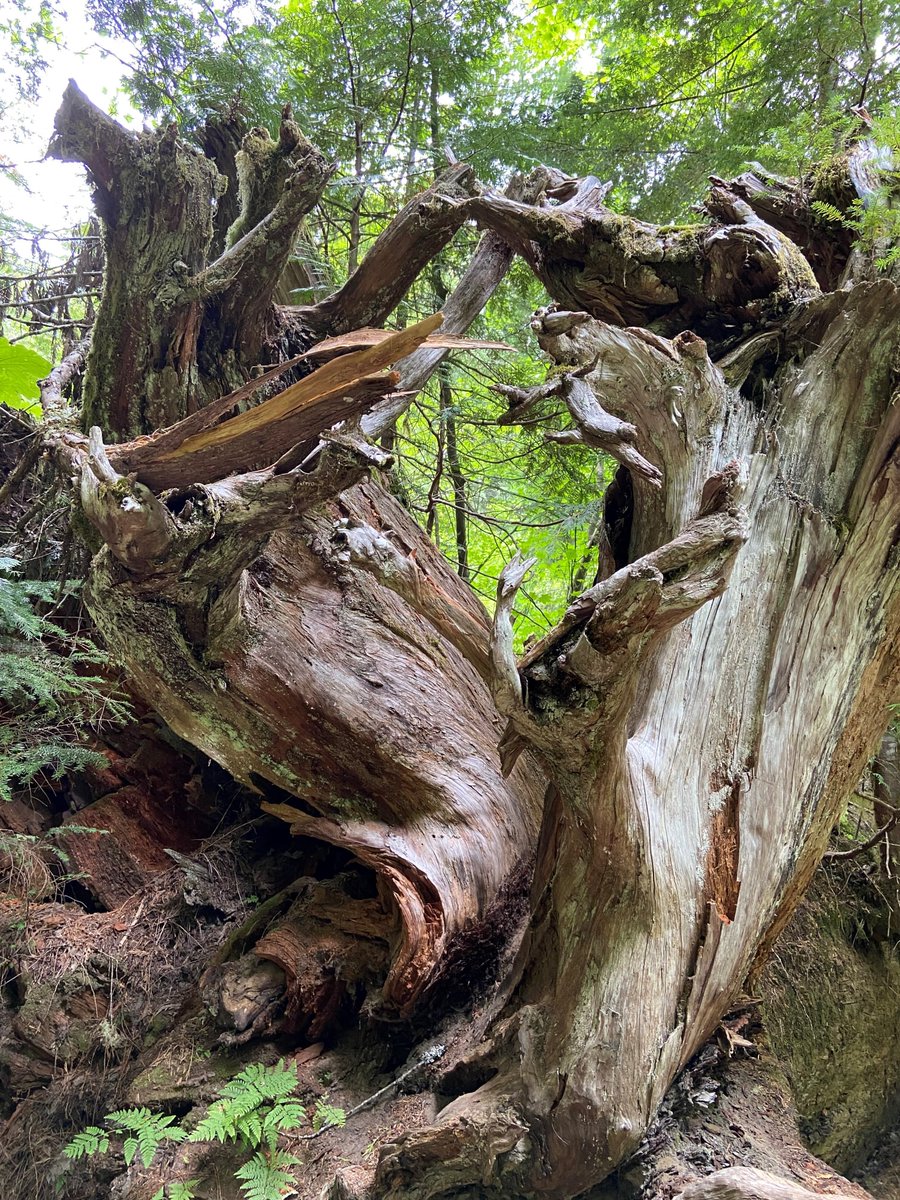 WhatcomREADS's tweet photo. @wclslibraries  Exec. Dir. Christine Perkins trekked 100-plus miles along the #WonderlandTrail @MountRainierNPS. Michael Christie's book GREENWOOD was on her mind during the hike.  "Trees were here before us. Trees sustain us. Trees will be here after us." she said. https://t.co/VbjbDqfzib