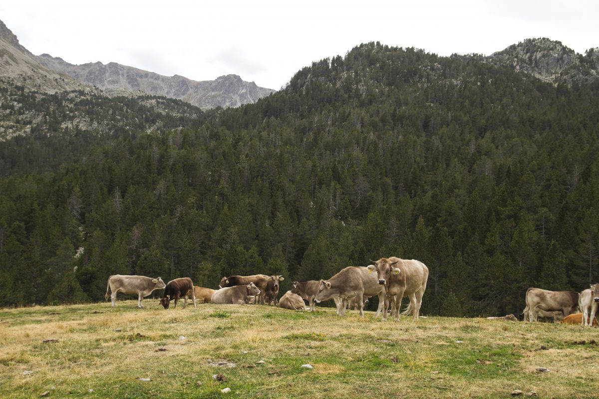 Mjimenez0117's tweet photo. Las #vacasbombero se encargan de mantener los montes limpios y libres de material inflamable 🐂
Conoce más sobre su labor aquí👇
https://t.co/x7PRRK1sQI https://t.co/siUQnLt1LO