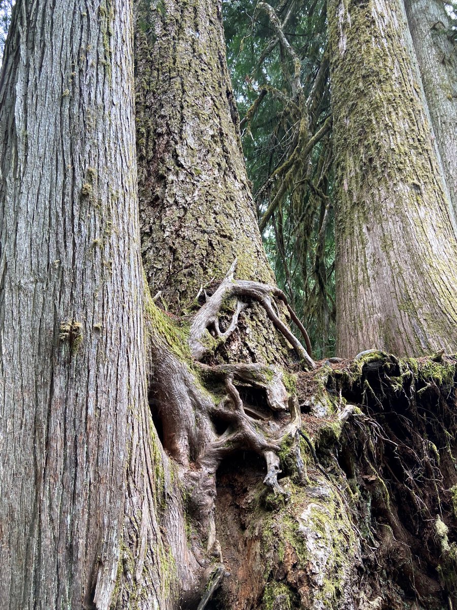 WhatcomREADS's tweet photo. @wclslibraries  Exec. Dir. Christine Perkins trekked 100-plus miles along the #WonderlandTrail @MountRainierNPS. Michael Christie's book GREENWOOD was on her mind during the hike.  "Trees were here before us. Trees sustain us. Trees will be here after us." she said. https://t.co/VbjbDqfzib