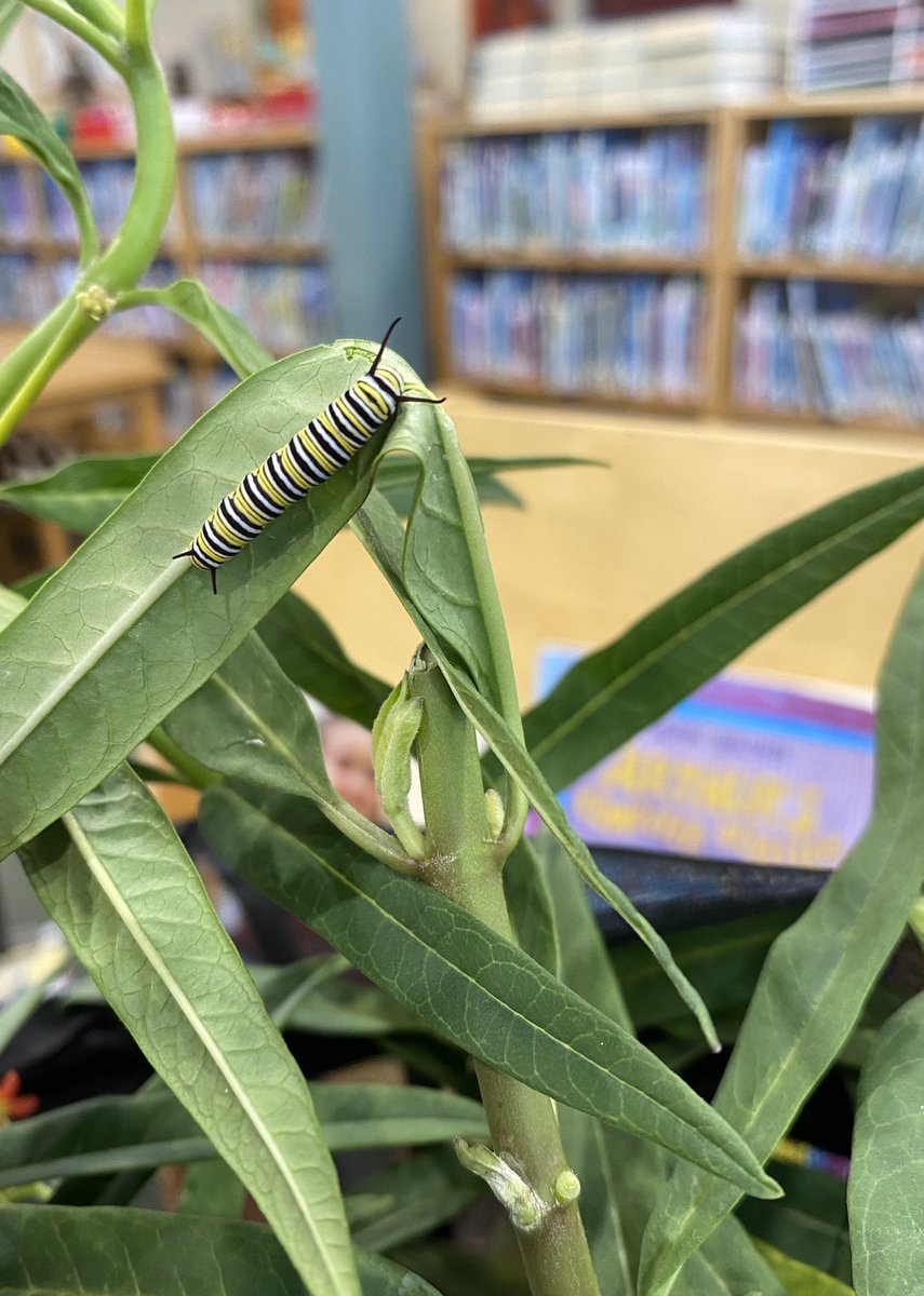 Students will be following the progress of this visitor.