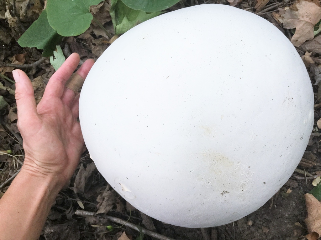 This giant puffball mushroom (Calvatia gigantean) was found nearby! Huge, pristine, a wonder to behold. (But not to actually hold, we left it alone.) This is a prime season to go mushroom-hunting! #Calvatiagigantea #ediblemushrooms #wigreatriverroad #giantpuffball #notafullmoon