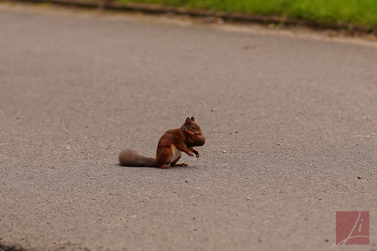 When you think the red squirrel is having a snack and realise it’s carrying its young ...... #RedSquirrelAwarenessWeek #redsquirrel #fermanaghwildlife #wildlife #AnimalKingdom #rareanimals