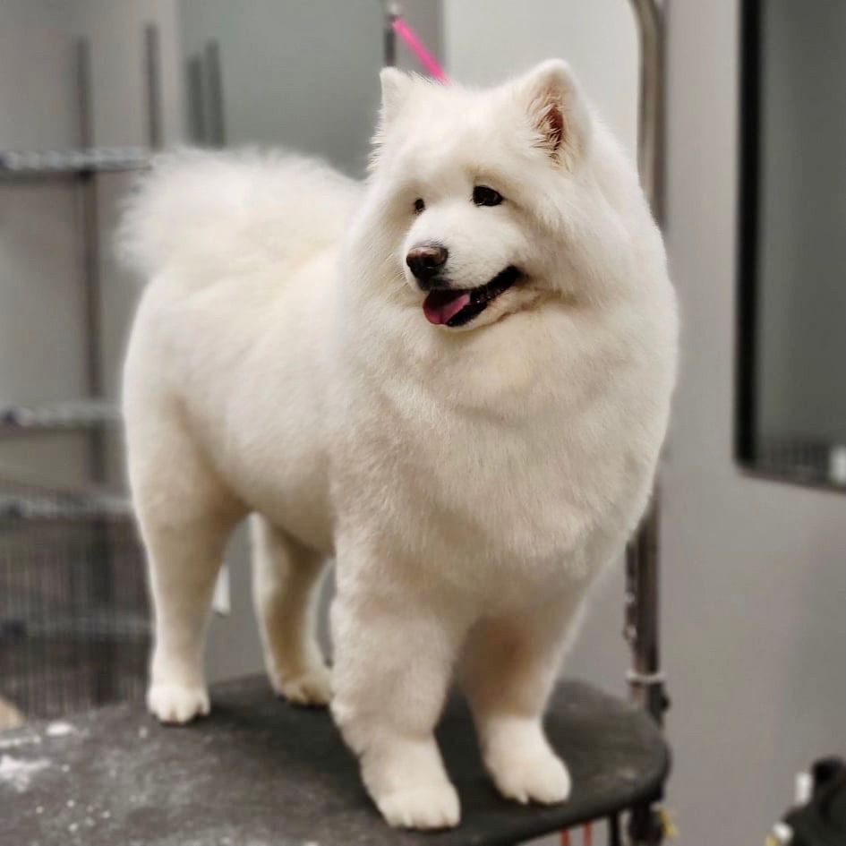 Meet Eddie! The most majestic (and fluffiest) #Samoyed in Indy. 😍 Groomer: Katie D. located at City Way Animal Clinics - Irvington #doggrooming #furrpetspa