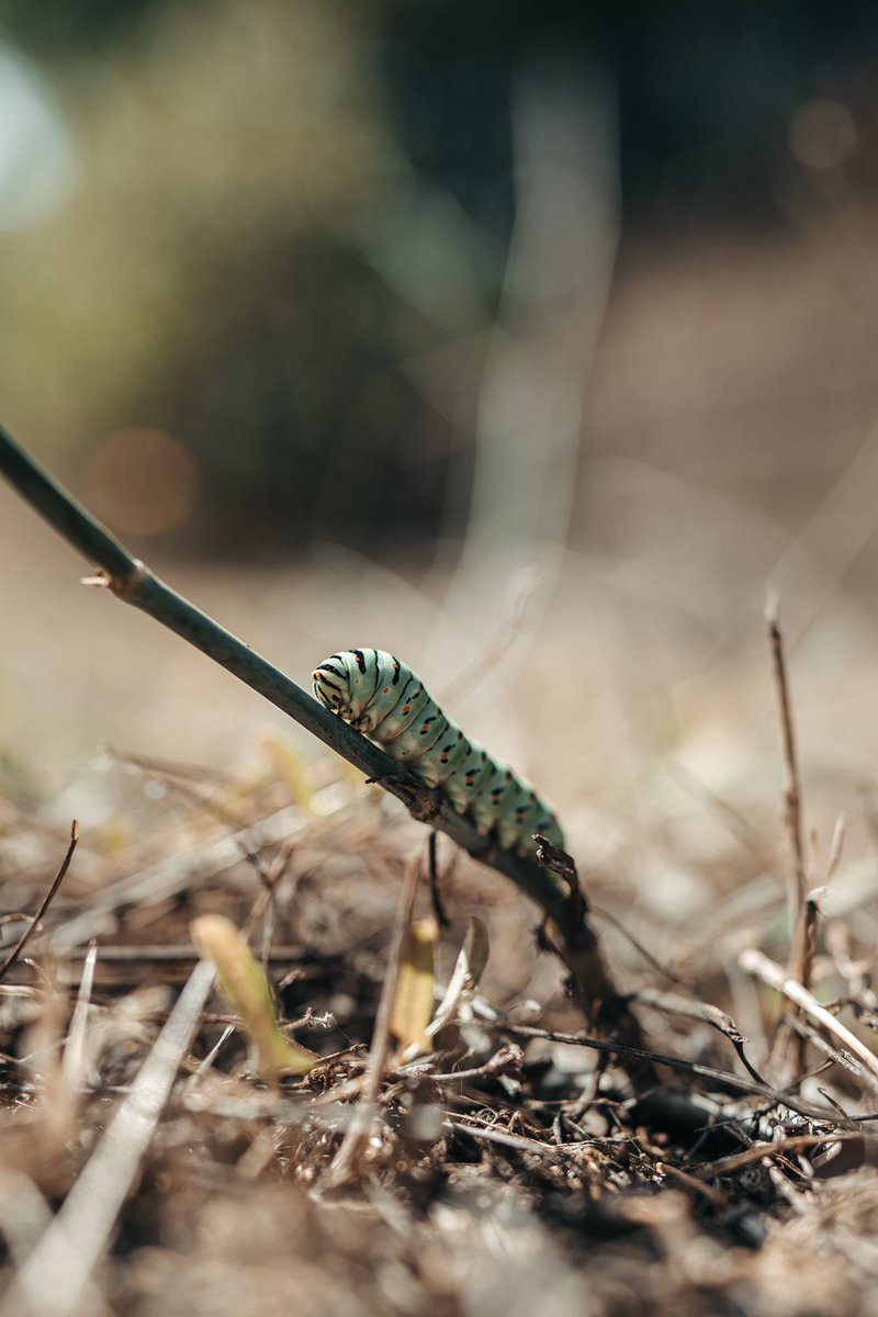 cousinhoodandj1's tweet photo. Found this little guy in the garden 🐛 https://t.co/MxG9mbHroI