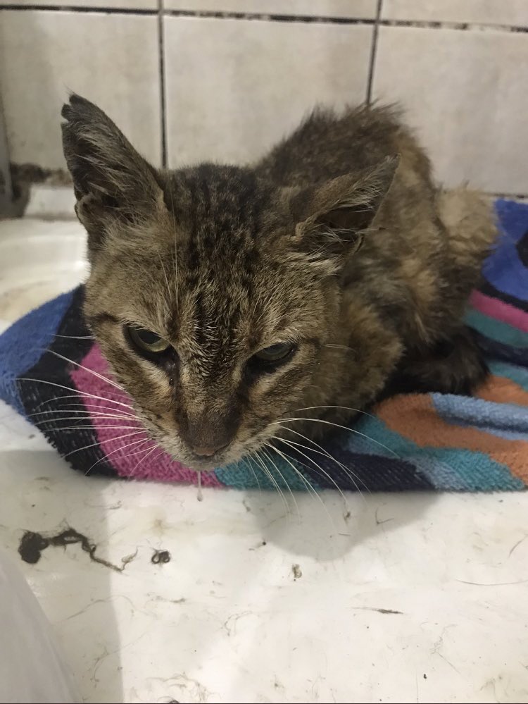 goddogii's tweet photo. Destek ilanı
Bu çocuğun ağzından bağırsaklarına kadar yoğun enfeksiyonu vardı ve aşırı kötüydü. İyileşti derken dün kötülemiş ve bugün de iyi olmayınca röntgen çekmişler, maalesef yabancı cisim var. Ameliyat olmalı, acil destek bulmalıyım. Bitik haldeyim. Lüfen Rt. Hikayesi👇🏻 https://t.co/aFfSIdOyKl