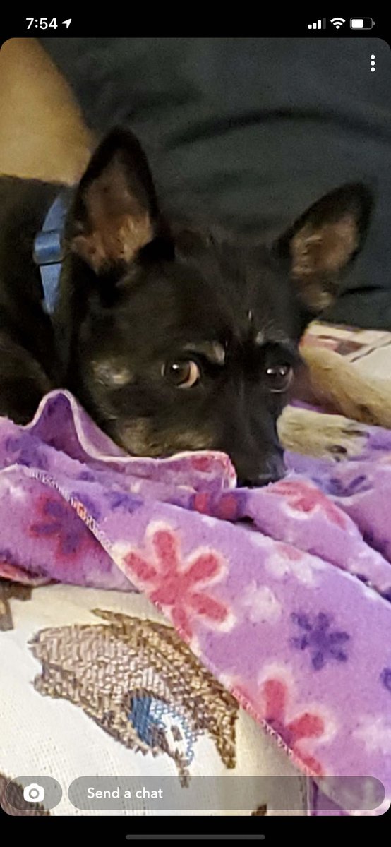 MangoTeaUnsweet's tweet photo. Alex The Ridiculous Dog https://t.co/aH6yyUqimD