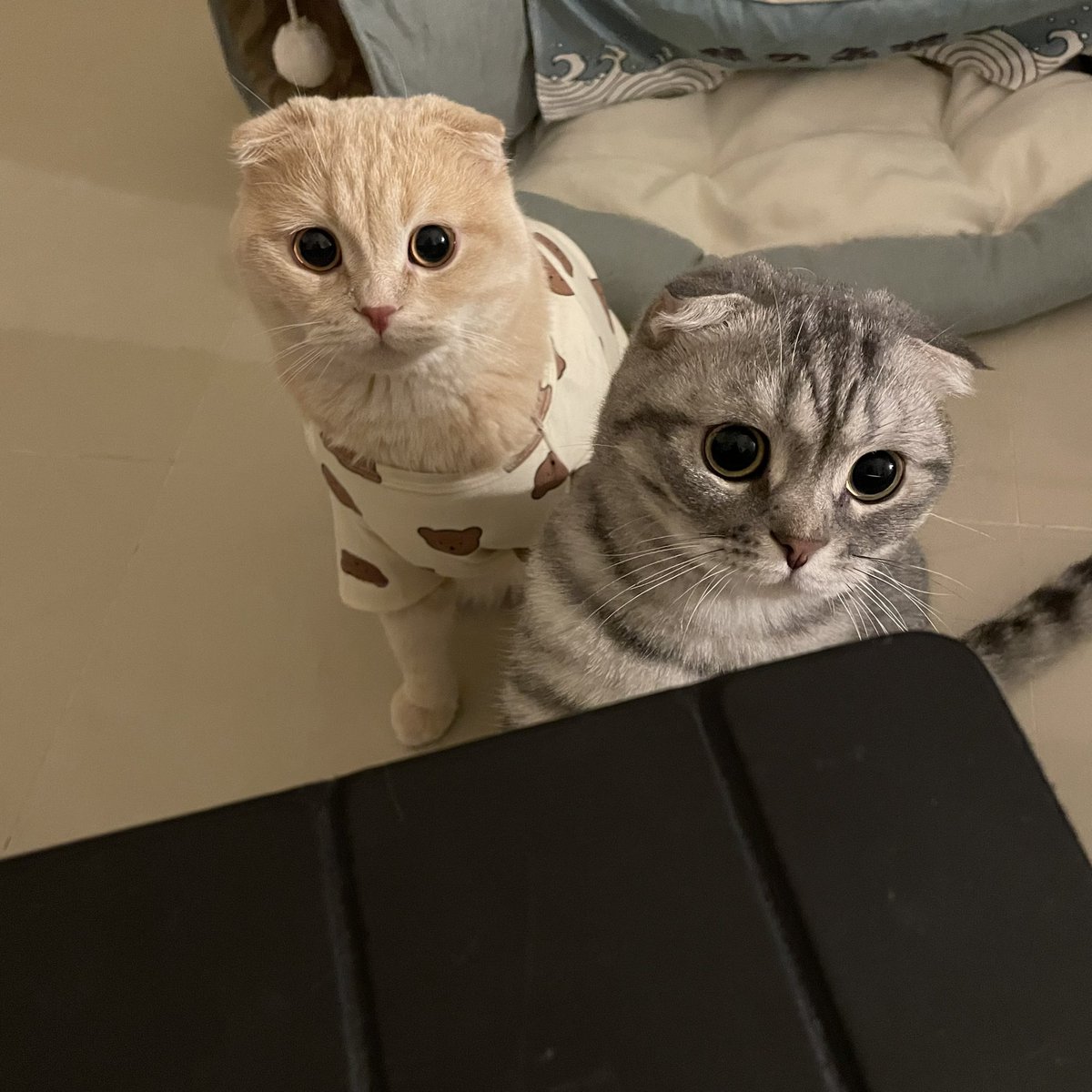 ไหนบอกใส่ชุดหมีแย้วจะให้ดูไอแพ๊ดด