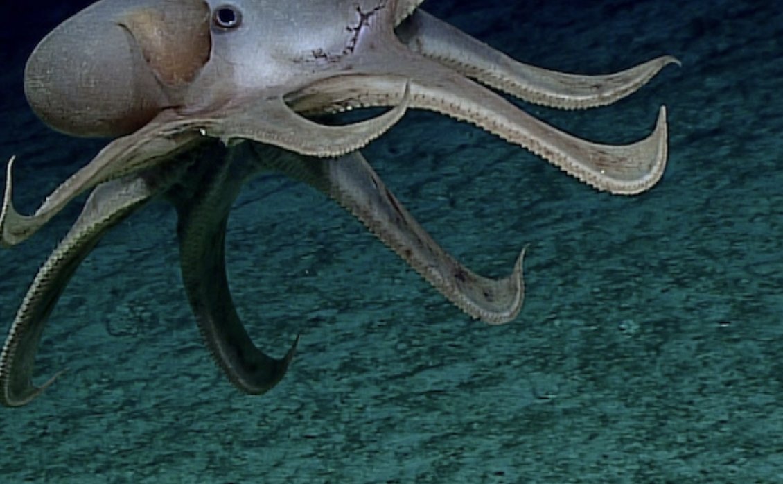 The IUCN World Conservation Congress overwhelmingly voted to reject deep-sea mining.

news.mongabay.com/2021/09/deep-s… via <a href="/Mongabay/">Mongabay</a>