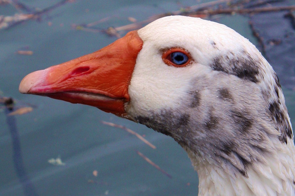 Thundercatt99's tweet image. I wish that I wrote
The way I taste the music
Playing in my head

#vssdreams #prompt #taste #poetry #haiku #vss #WritingCommunity #picture just because 😼