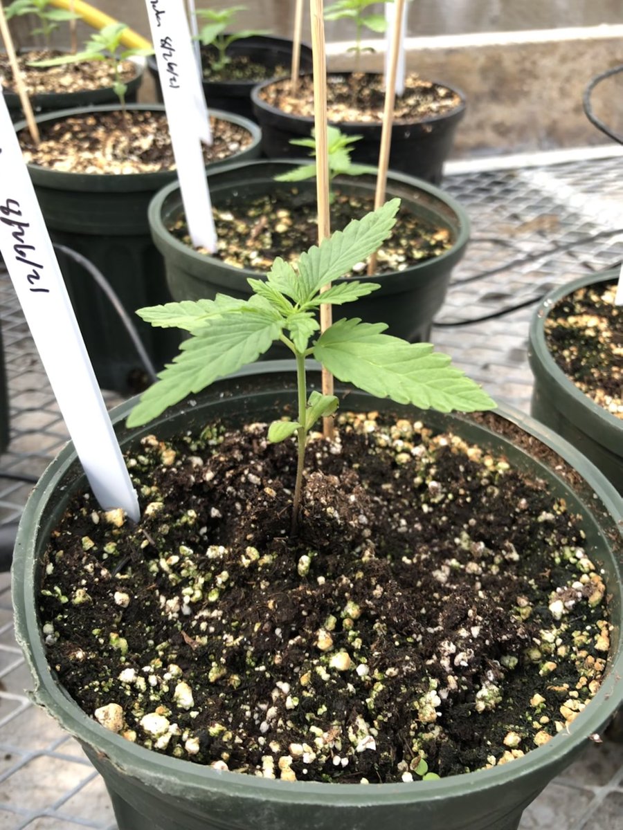 quinnPSUhemp's tweet photo. Tons of new growth as we exit the seedling stage and enter the vegetative stage. Check out how beautiful these first true leaves are! @PSU_hempcourse #hemp https://t.co/1WgTvo3hWG