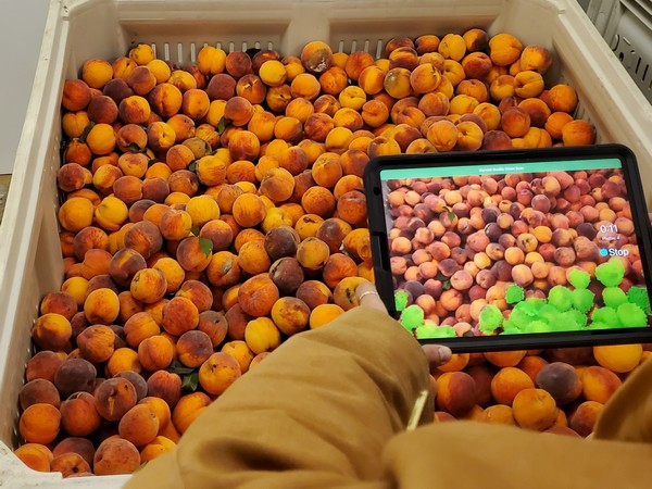 Croptracker (@croptrackerapp) on Twitter photo The Croptracker team is thrilled to work in partnership with <a href="/OntTenderFruit/">Ontario Tender Fruit</a> and <a href="/ontarioapples/">Ontario Apples</a> to expand the Harvest Quality Vision (HQV) system with new crop load and defect detection tools!
Further details can be found here:
freshplaza.com/article/935505… The Croptracker team is thrilled to work in partnership with <a href="/OntTenderFruit/">Ontario Tender Fruit</a> and <a href="/ontarioapples/">Ontario Apples</a> to expand the Harvest Quality Vision (HQV) system with new crop load and defect detection tools!
Further details can be found here:
freshplaza.com/article/935505…