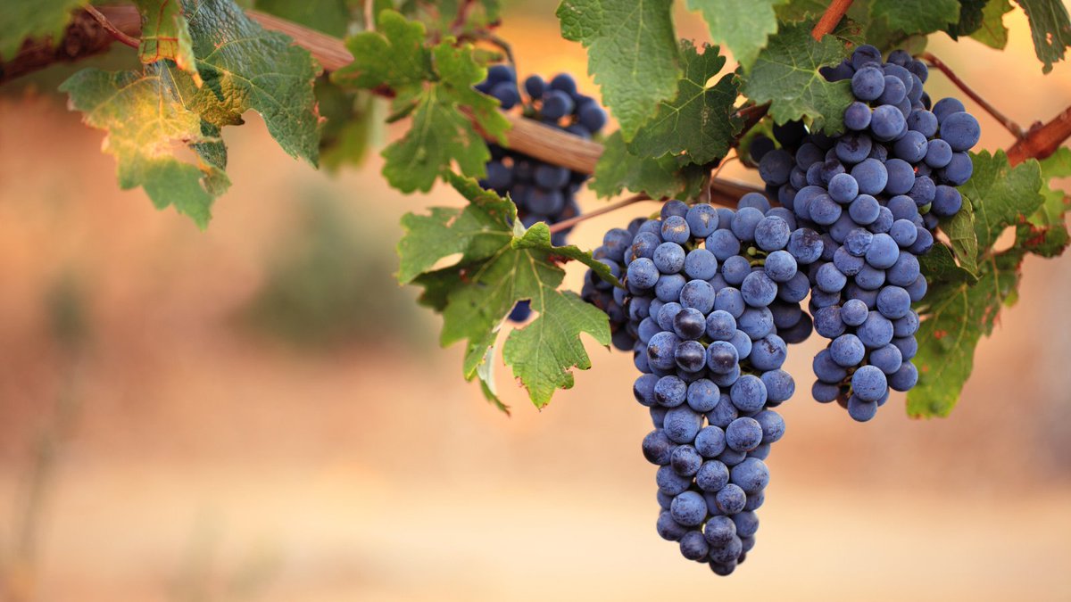 Revealed! The 2021 MW exam questions and wines 👀 bit.ly/3kbE2KY #mastersofwine